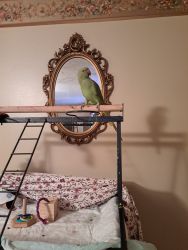 Beautiful 8 month green indian ring neck with cage