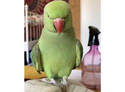 Baby tamed ring neck talking parrot