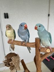 2 Indian Ringnecks and 1 Pineapple Conure