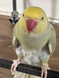 Looking to rehome my Indian ringneck