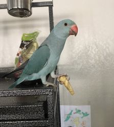 4yr old female turquoise Indian Ringneck