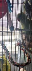 Green indian ringneck parrot 5months old
