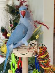 Indian Ringneck Parrot,