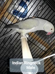 Indian Ringneck Parrot male