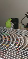Two Indian ringnecks for sale