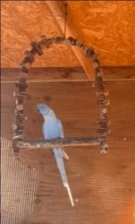 Beautiful Indian Ringneck female for sale