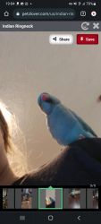Lovely Christmas indian ringneck available for sale