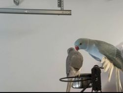 Exotic Indian Ringneck parrot for sale