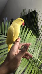 Male Albino Indian Ringneck baby