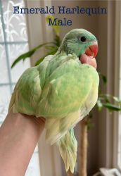 Variety of Parrot Babies Available in Gainesville VA!
