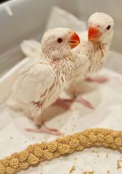 Albino Indian Ringneck parrots