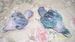 For sale handfed baby blue indian ringnecks