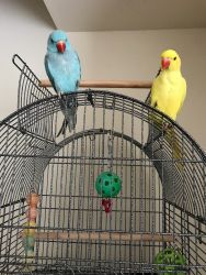 2 Indian Ringneck Parakeets