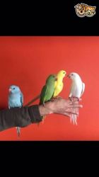 Nice Indian Ringneck Parrots for sale