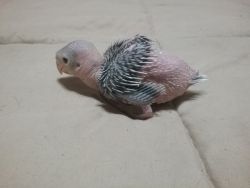 Handfed baby blue and green indian ringnecks