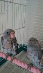 Indian Ring Neck, hand fed babies, 2 dove grey 5 weeks old