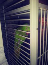 Indian Ringneck parrot Maxi 3 to 4 years old