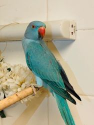 Ringneck Parrots set for new homes