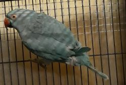 Indian Ringneck Parrot blue female 2+ years