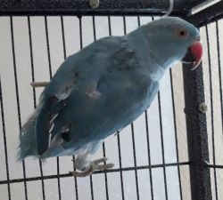 Indian Ringneck Parrot Blue Female DNA test