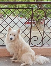 Indian spitz 2year Old
