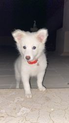 4 months white spitz for sale