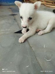 Cheapest sale of indian spitz