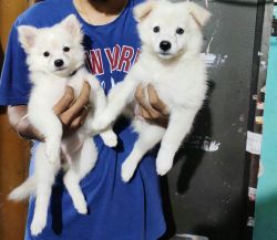 Indian spitz puppies for sale (Female)