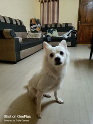 3 year old indian spitz for adoption
