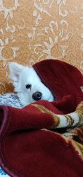 Indian Spitz for sale