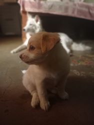 Indian spitz 1 month puppies