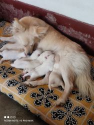Pure Indian Spitz puppies