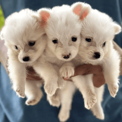 White miniature indian spitz puppies