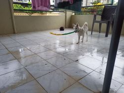 Indian Spitz puppy,7month old,fully vaccinated,
