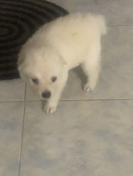 1 month old fullwhite and full black puppies available
