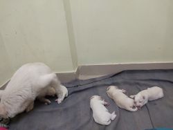 Indian Spitz puppies best quality born on 17/07/2022