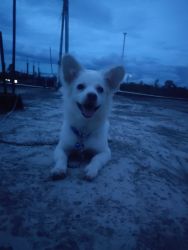 Indian Spitz for sale