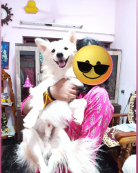 Owner is moving away for college so selling 1 year old off white spitz