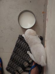 Indian Spitz puppies male and female available in kalyanpur
