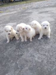 2 female and 3 male for sell