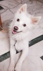 American Spitz Male for Adoption
