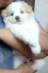 Home bred Indian Spitz Puppy