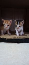 Little cute kittens