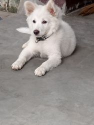 Indian Spitz Male