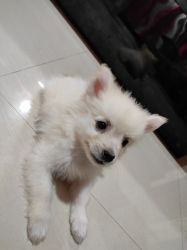 Indian Spitz puppies for sale