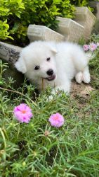 Indian Spitz l3 month old l Vaccinated l Male l Avg. Trained l