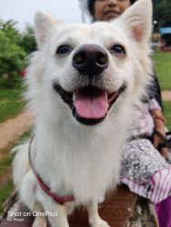 Want a new home for my 1.5 year old Spitz baby