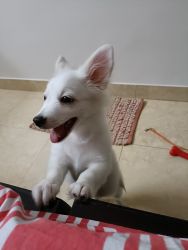 Finding a suitable home for my puppy -3 month old