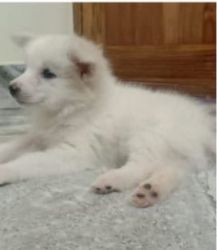 Poomerian puppy male vaccinated with free chain