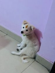 Puppy sell